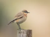 Izabeltapuit