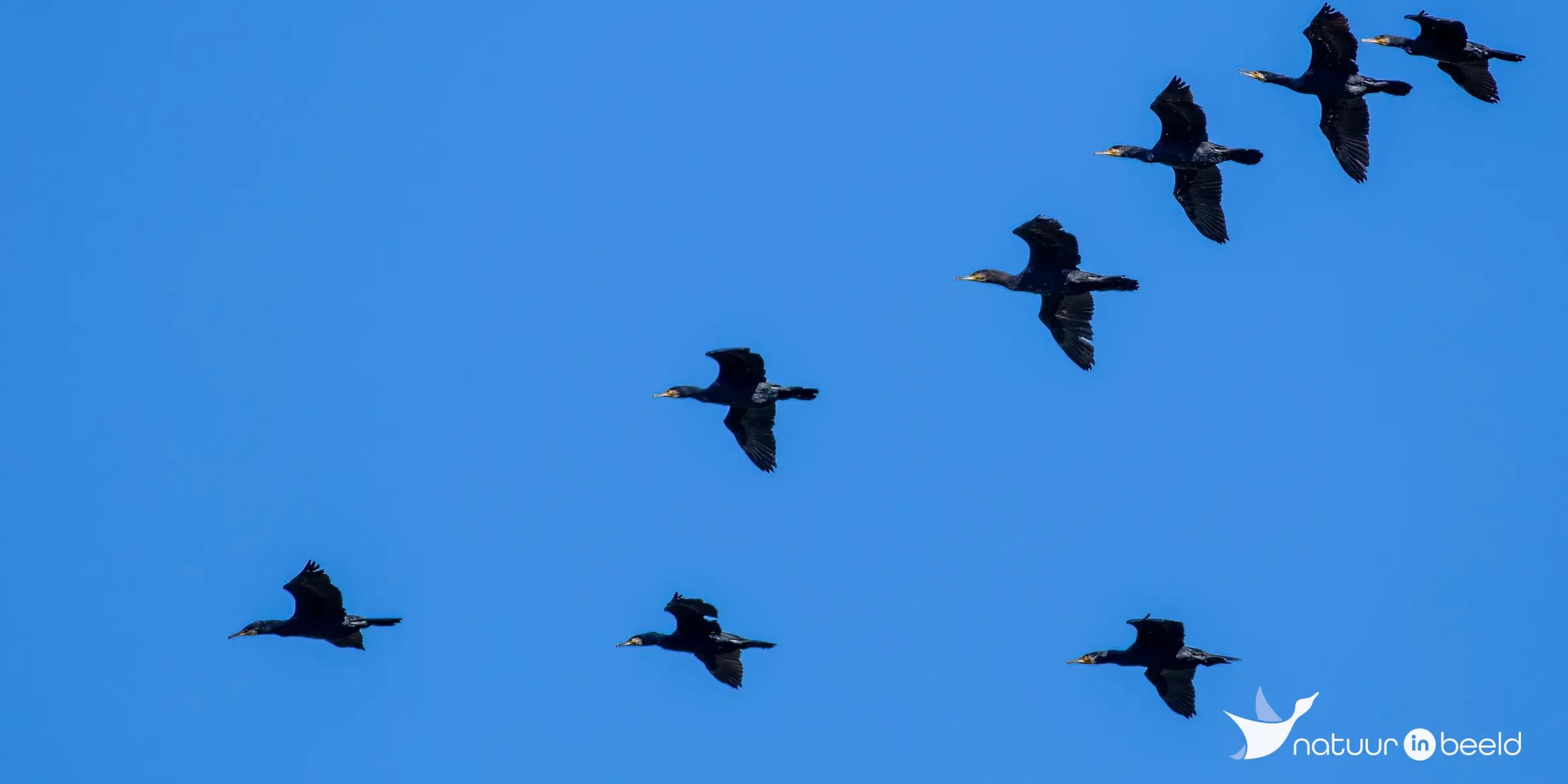 Aalscholvers — natuurfoto van Johan van Beilen
