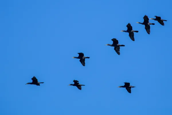 Aalscholvers
