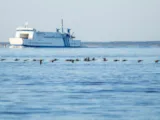 Eider