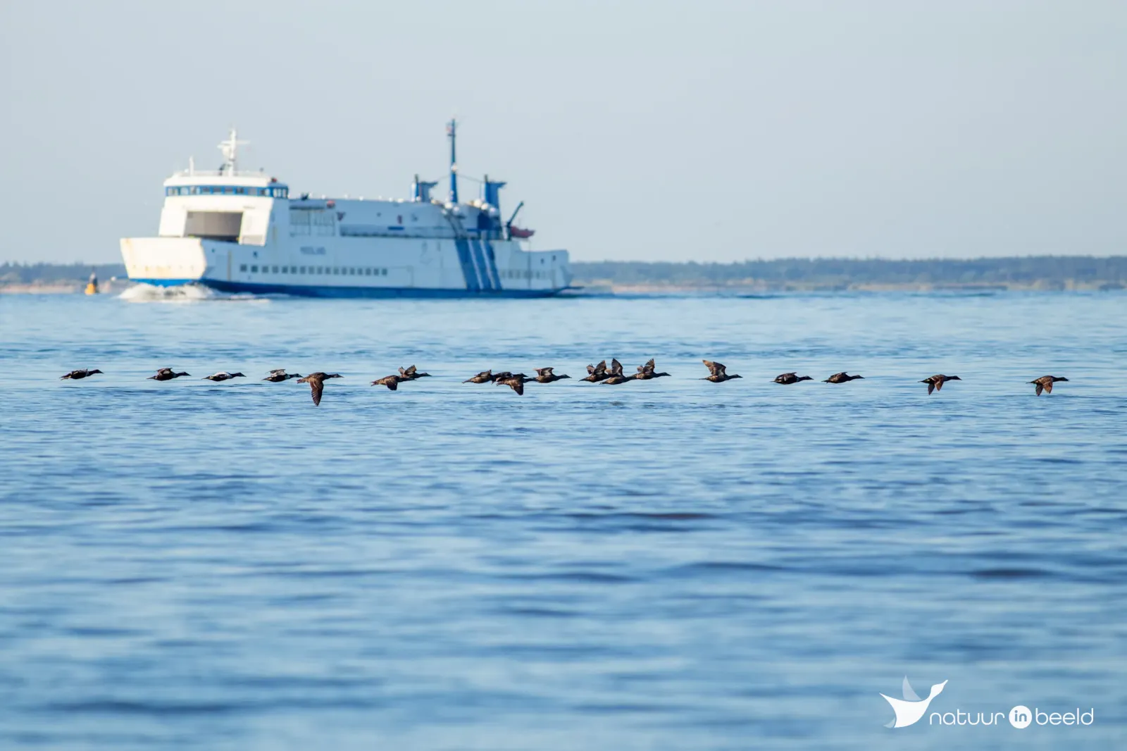 Eidereenden voor de boot van Vlieland