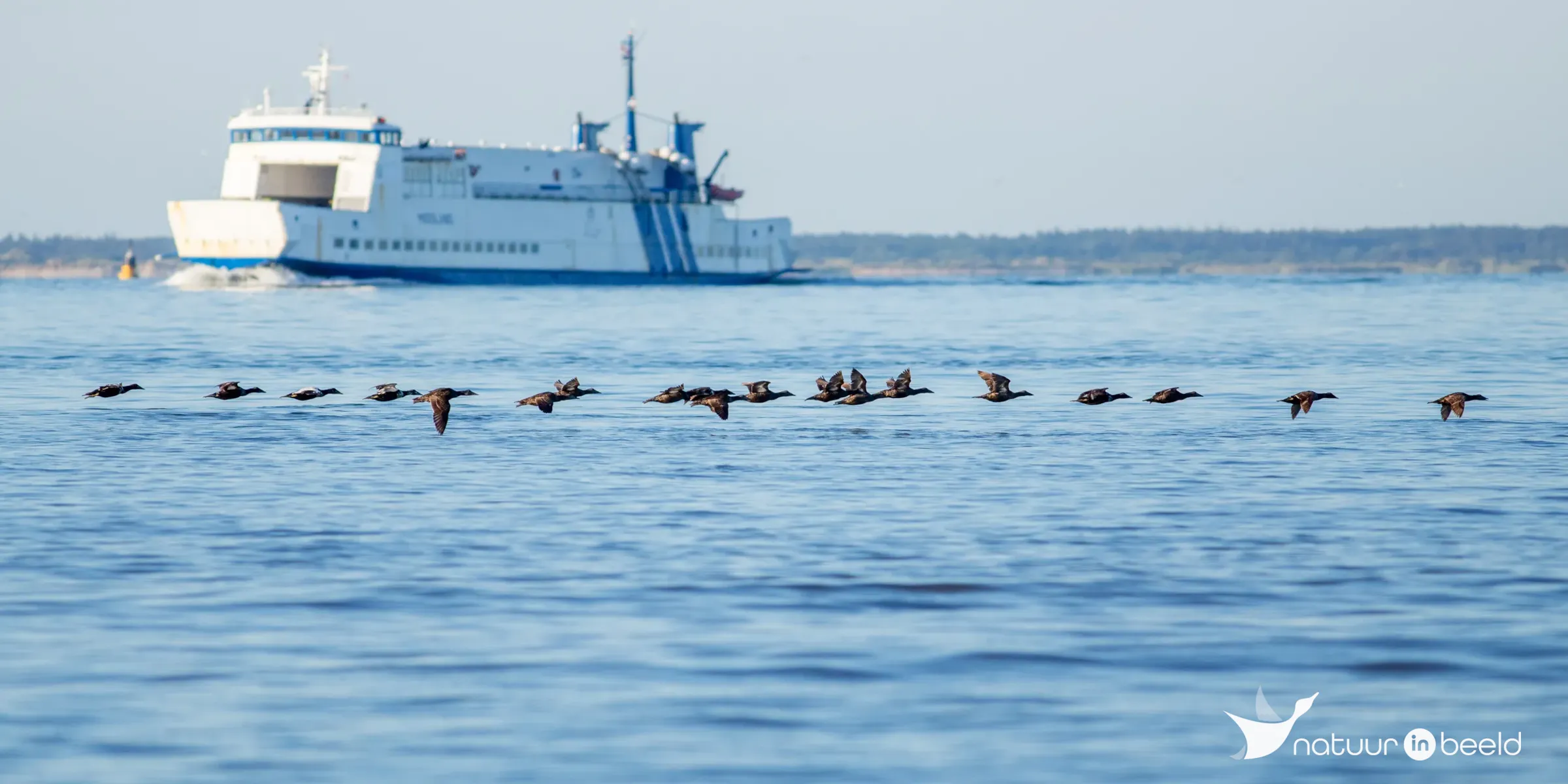 Eidereenden voor de boot van Vlieland — natuurfoto van Johan van Beilen