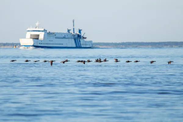 Eidereenden voor de boot van Vlieland