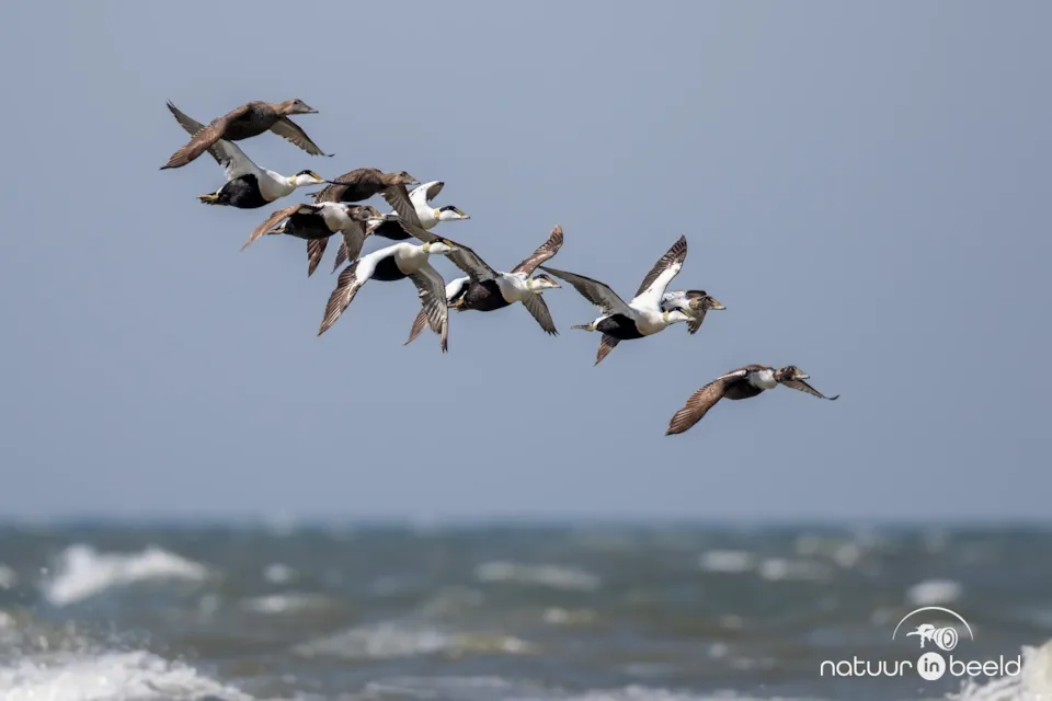 Eider