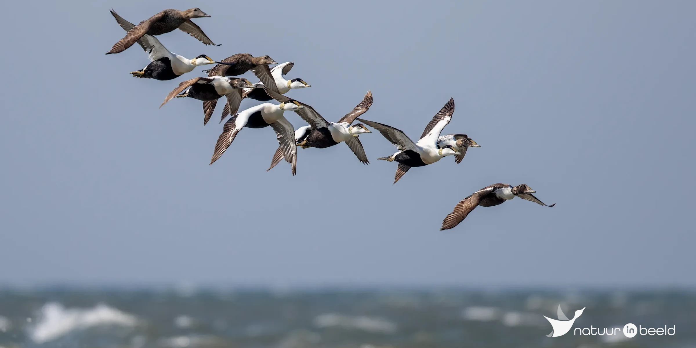 Eiders in vlucht — natuurfoto van Johan van Beilen