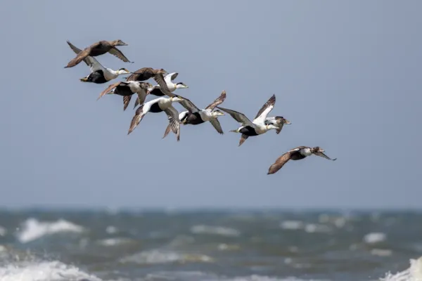 Eiders in vlucht