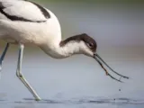 Steltkluten en kluten