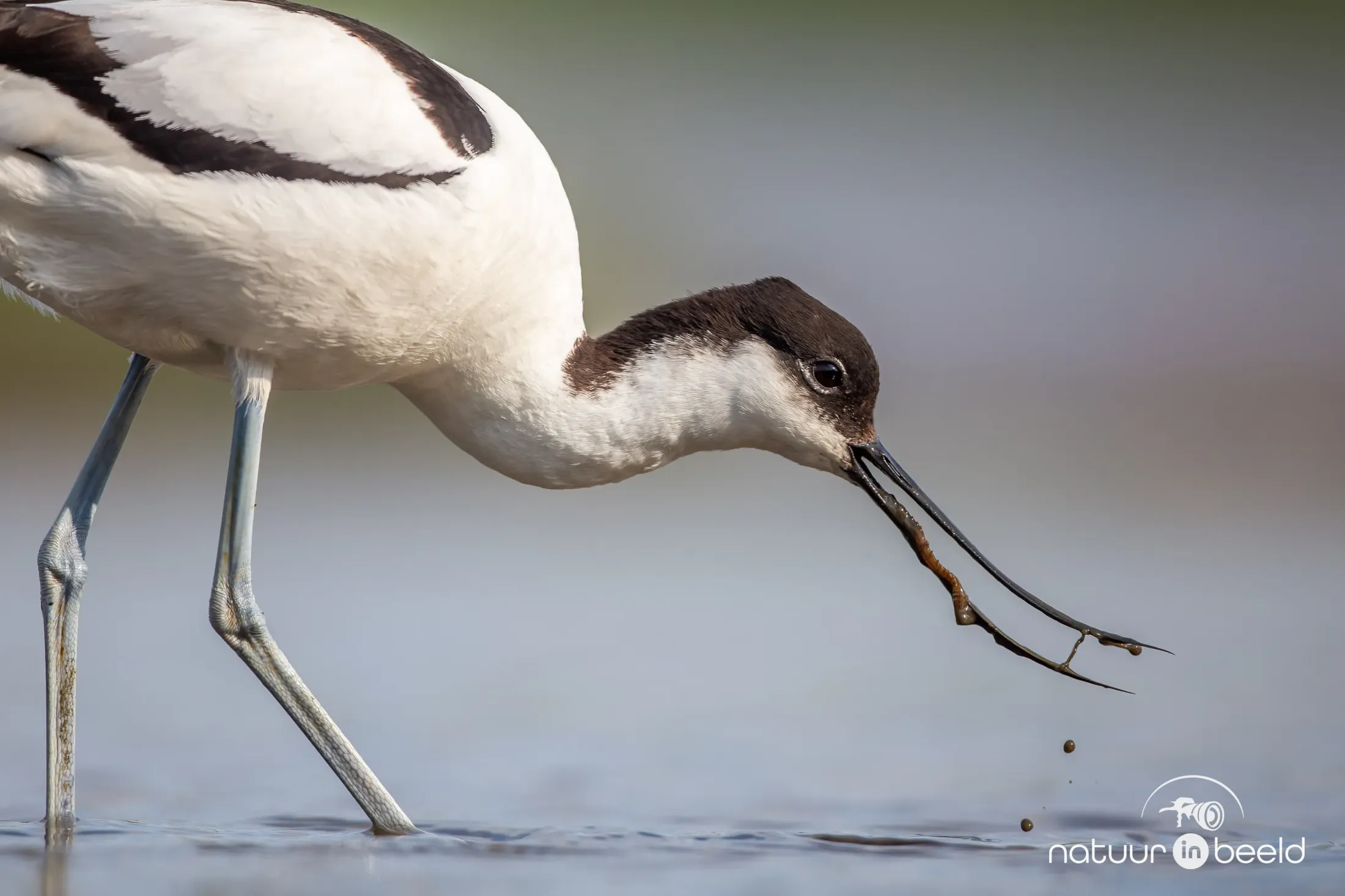 Kluut aan het foerageren