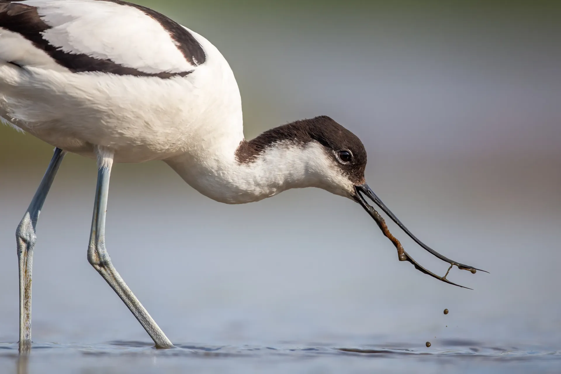 Kluut aan het foerageren