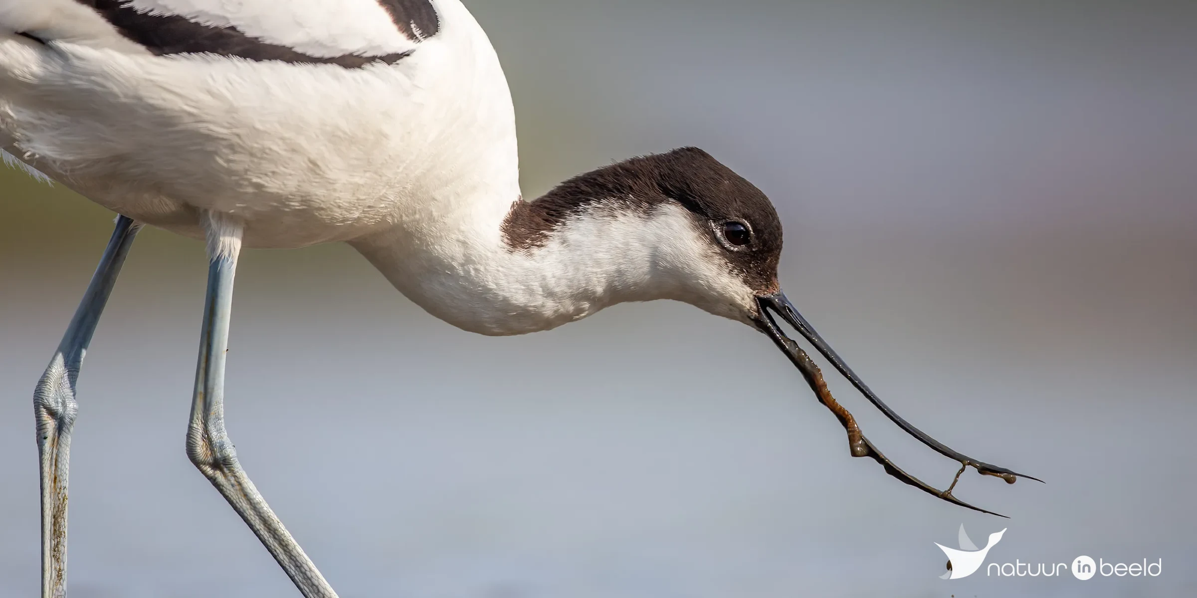 Kluut aan het foerageren — natuurfoto van Johan van Beilen