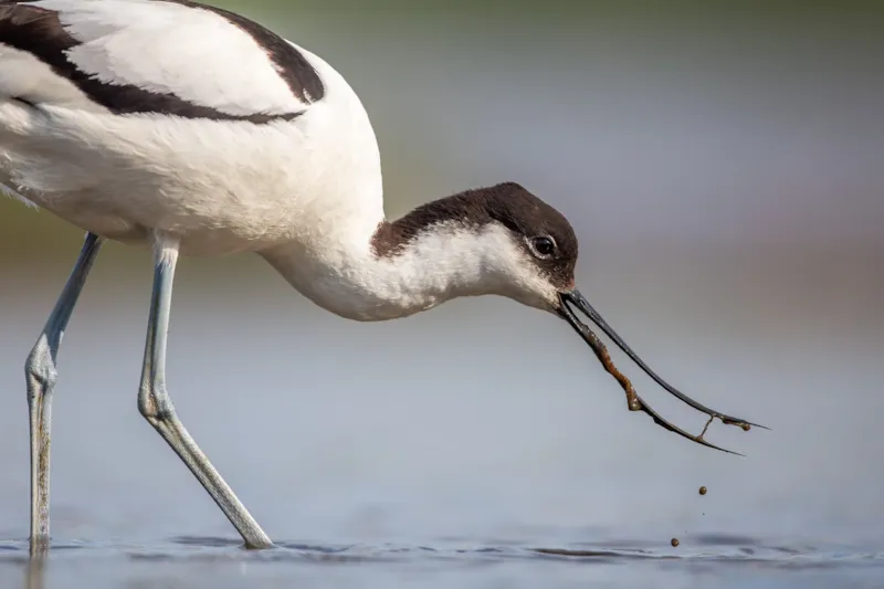 Kluut aan het foerageren
