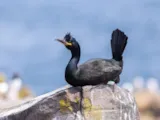 Kuifaalscholver