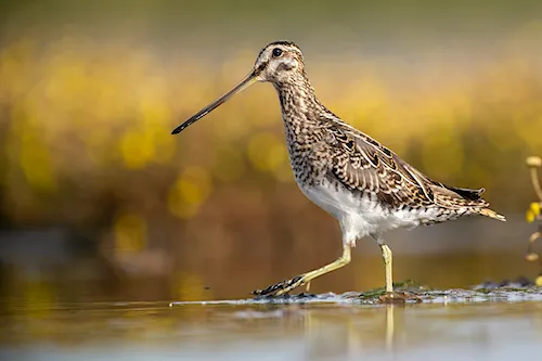 Watersnip