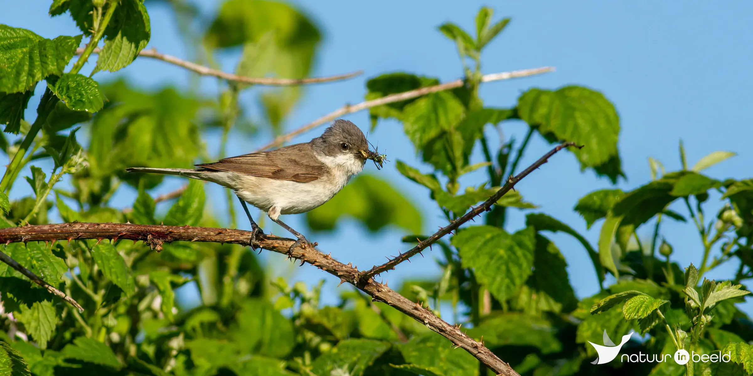 Braamsluiper — natuurfoto van Johan van Beilen