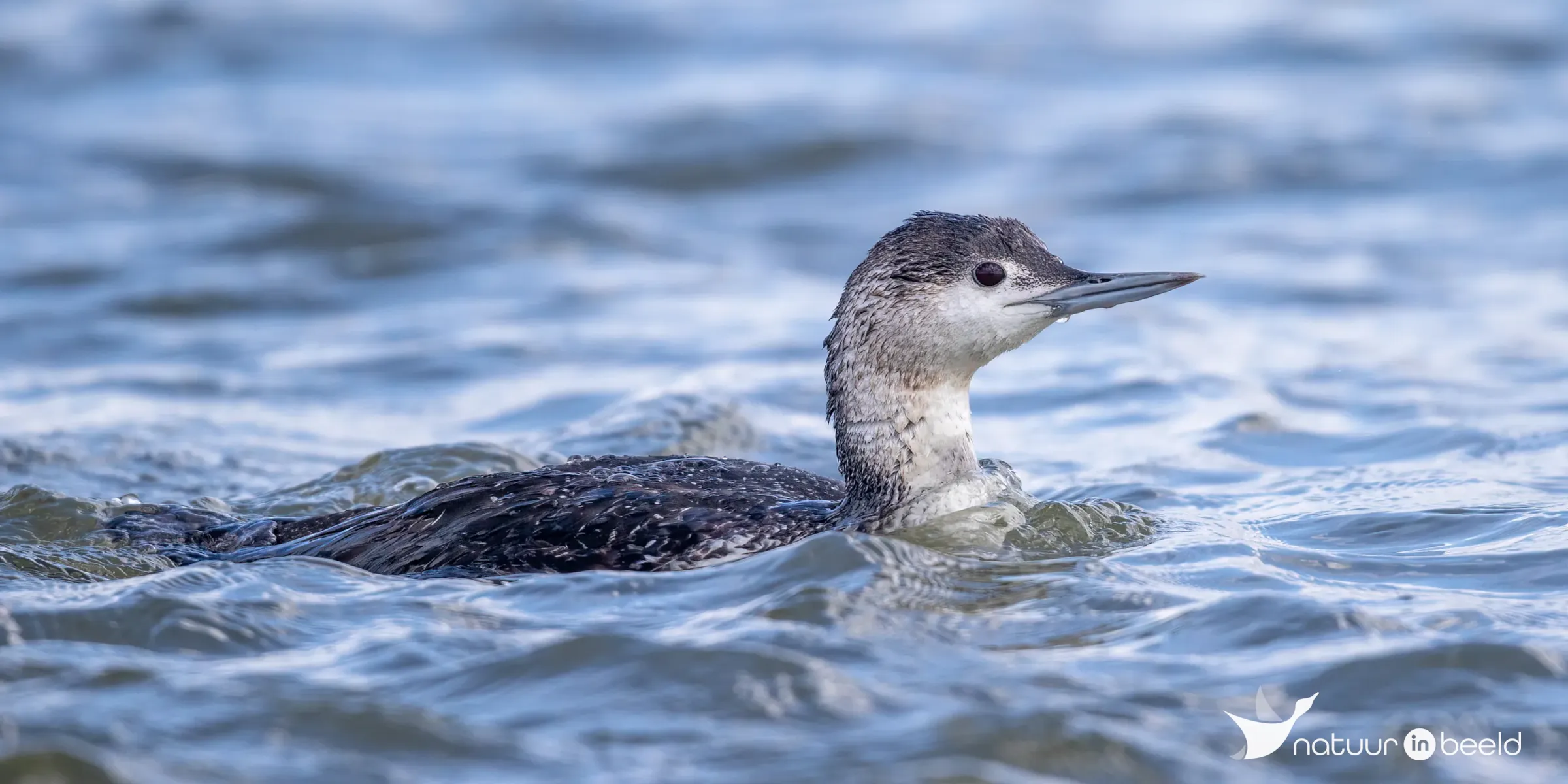 Roodkeelduiker — natuurfoto van Johan van Beilen