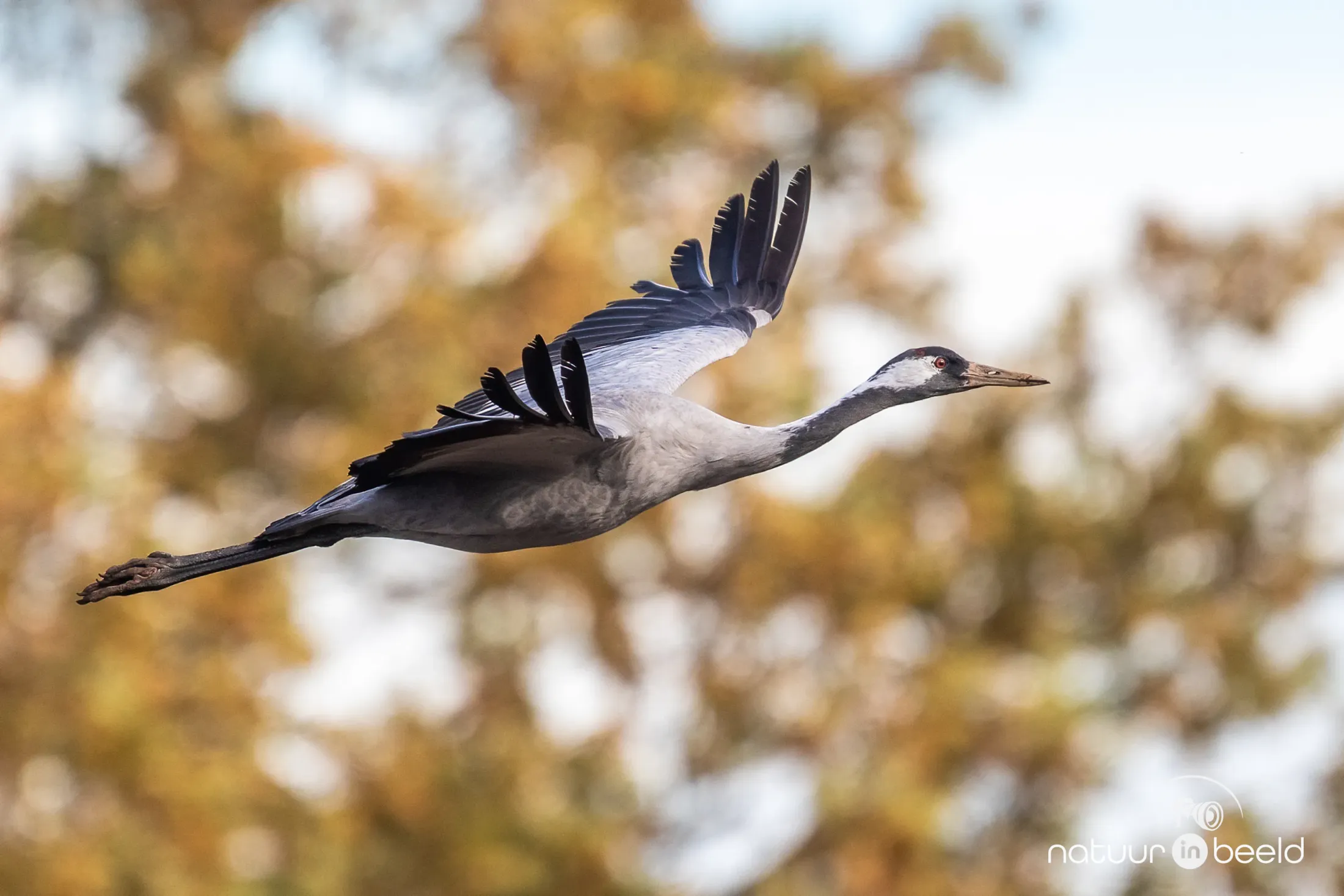 Kraanvogel in vlucht