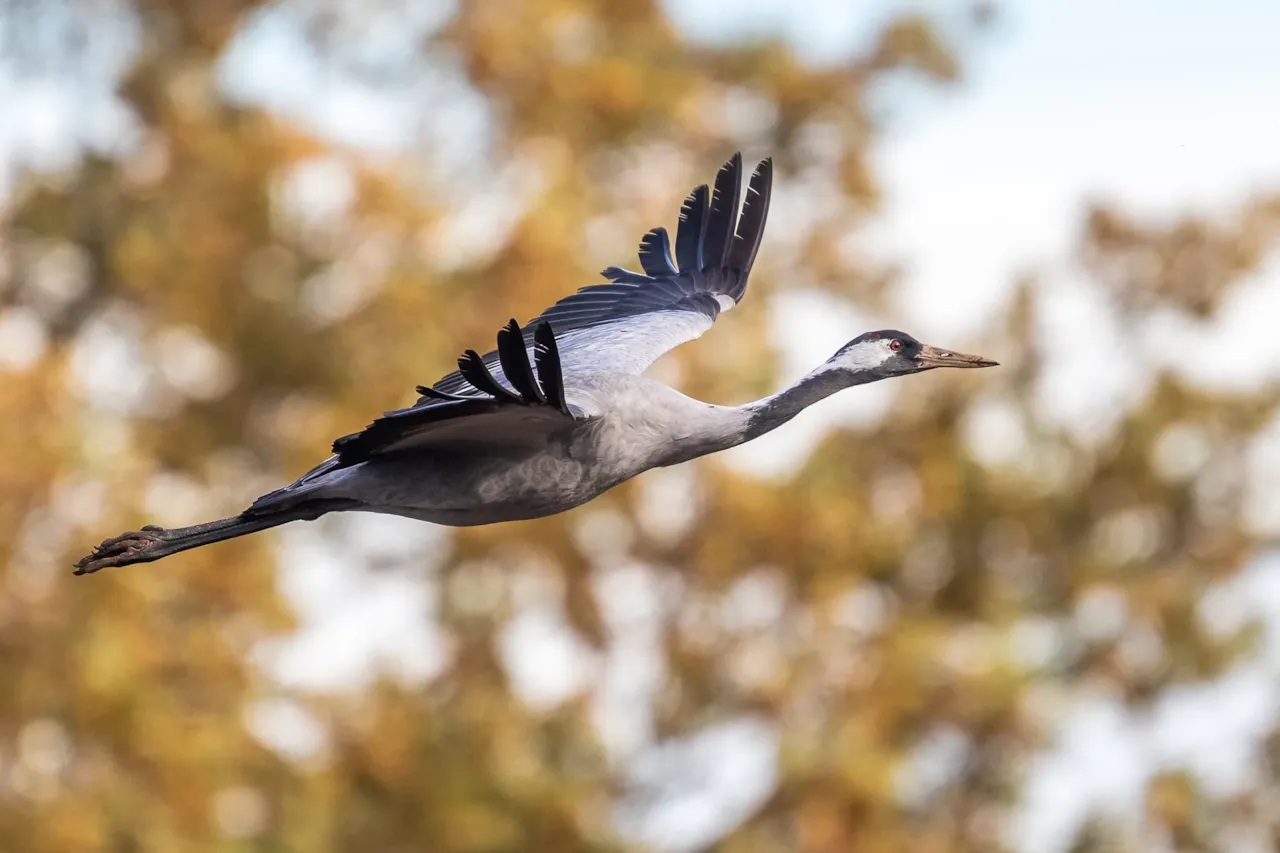 Kraanvogel in vlucht
