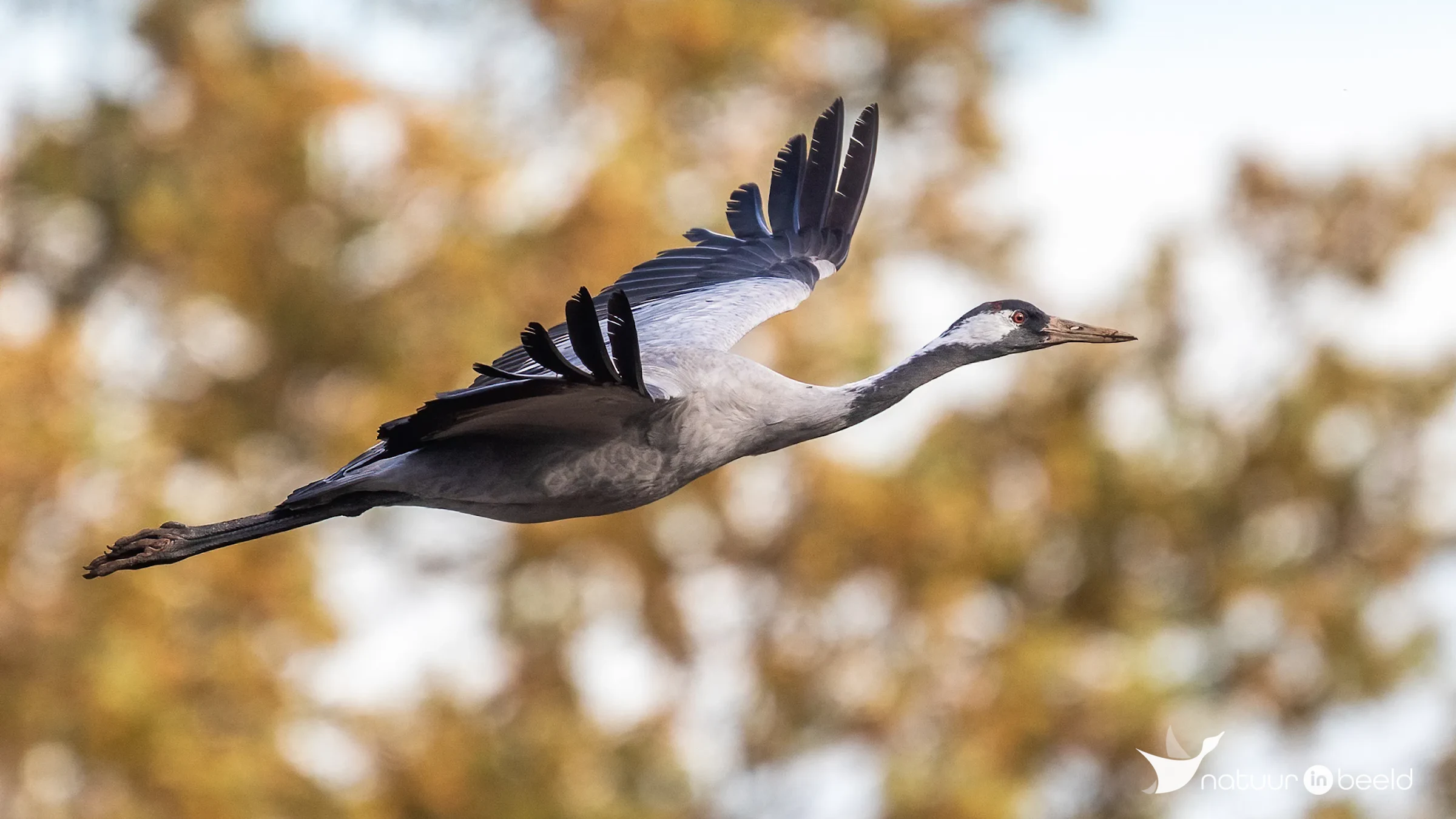Kraanvogel in vlucht — natuurfoto van Johan van Beilen