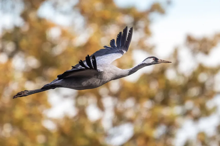 Kraanvogel in vlucht