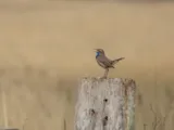 Blauwborst
