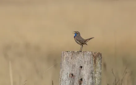 Blauwborst