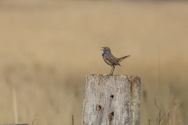 Blauwborst