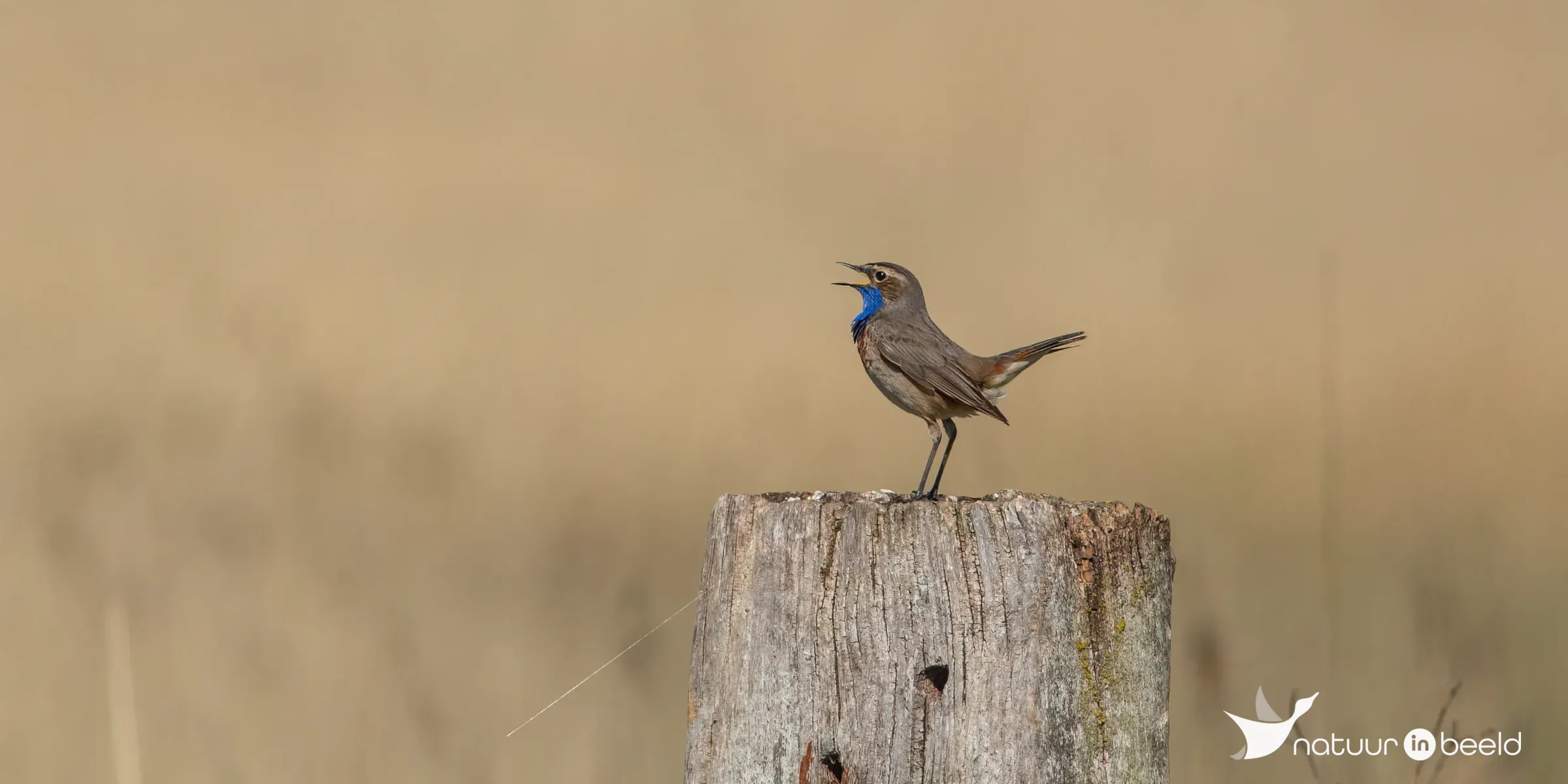 Blauwborst — natuurfoto van Johan van Beilen
