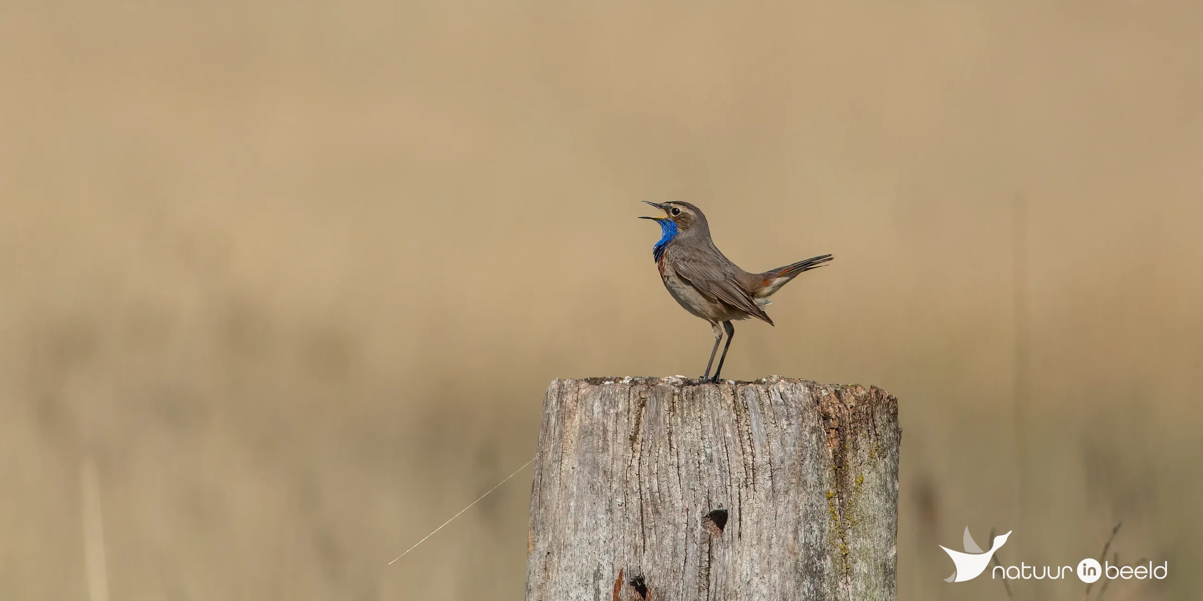 Blauwborst — natuurfoto van Johan van Beilen