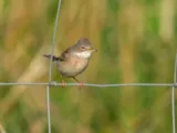 Grasmus
