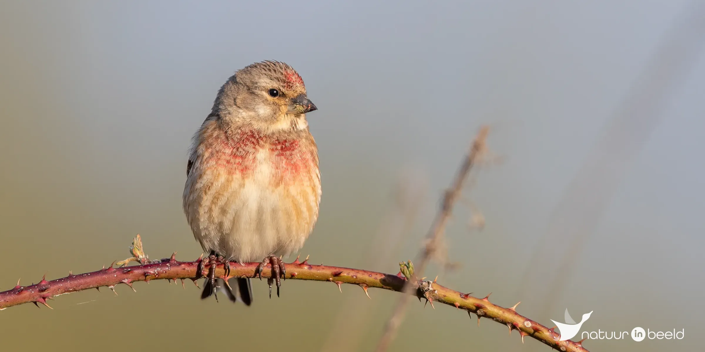 Kneu (mannetje) — natuurfoto van Johan van Beilen