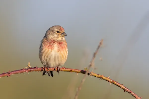Kneu (mannetje)
