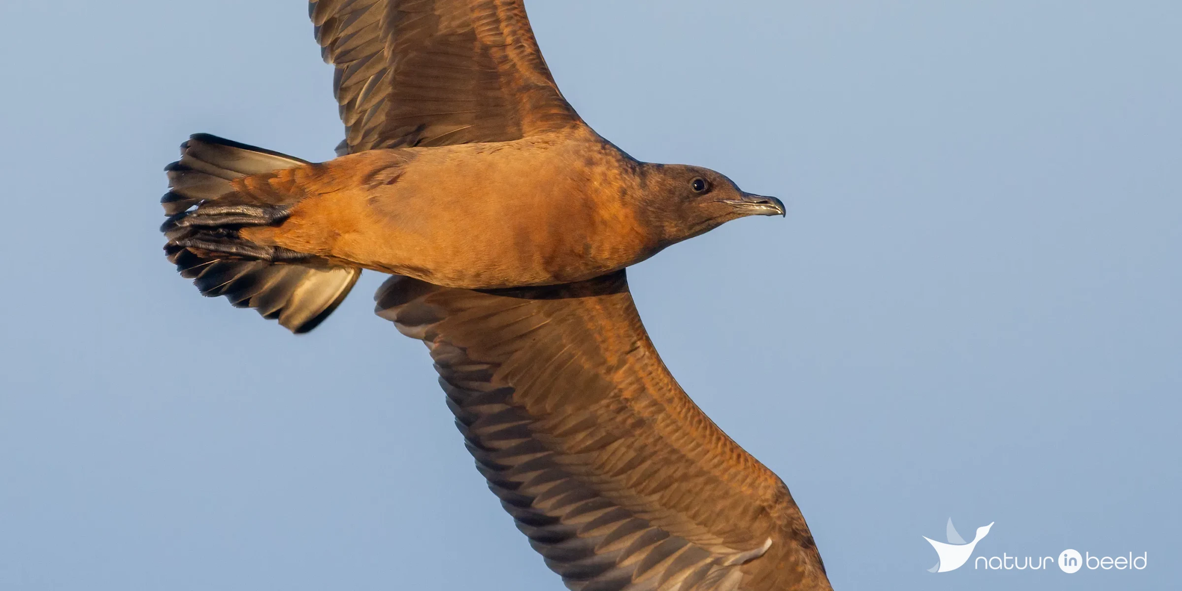 Grote jager — natuurfoto van Johan van Beilen