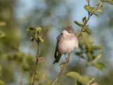 Grasmus
