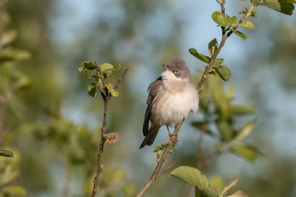 Grasmus