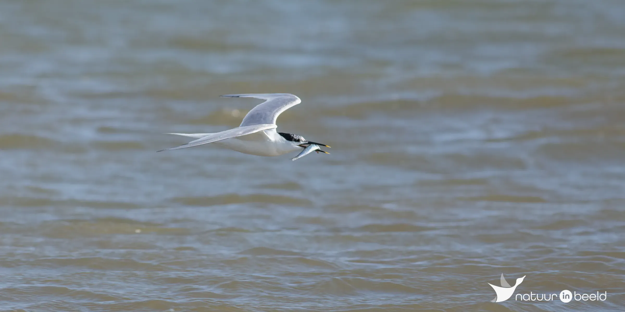 Grote stern met visje — natuurfoto van Johan van Beilen