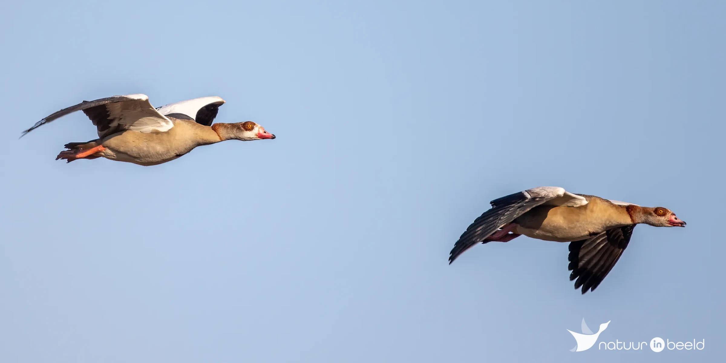 Nijlganzen — natuurfoto van Johan van Beilen