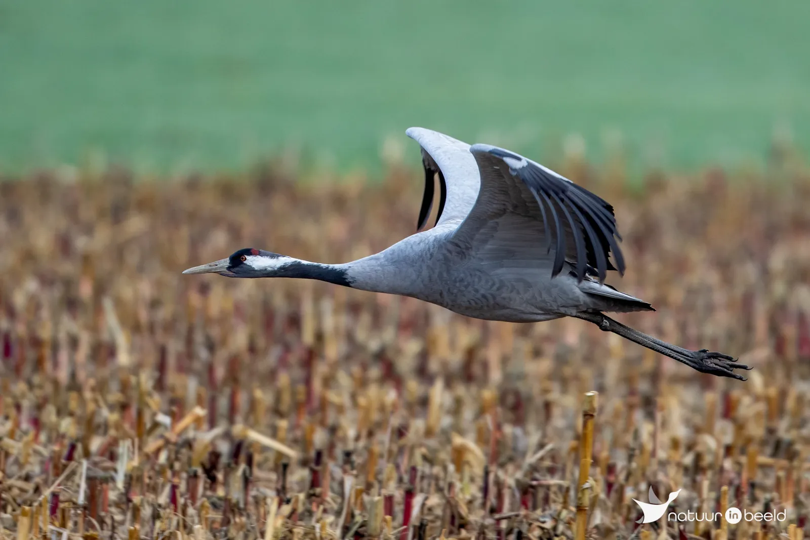 Kraanvogel — natuurfoto van Johan van Beilen