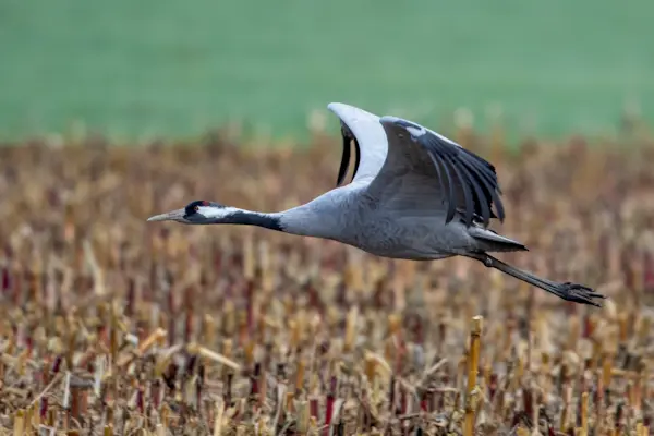 Kraanvogel — natuurfoto van Johan van Beilen