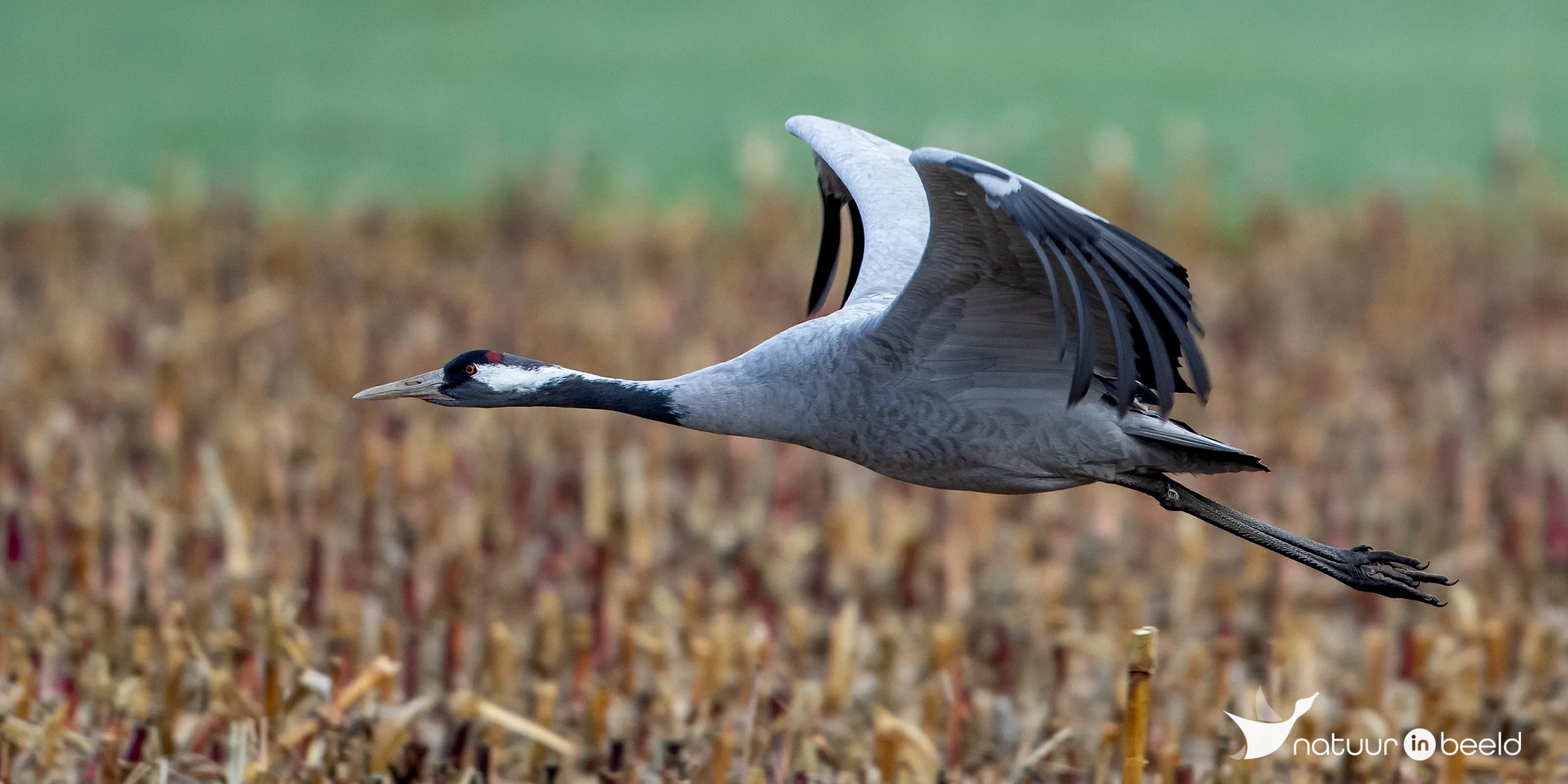 Kraanvogel — natuurfoto van Johan van Beilen