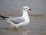 Kokmeeuw