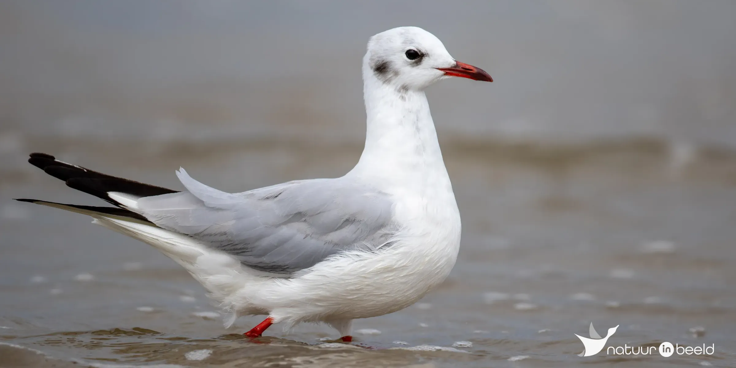 Kokmeeuw — natuurfoto van Johan van Beilen