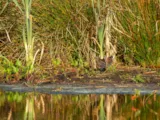 Waterral