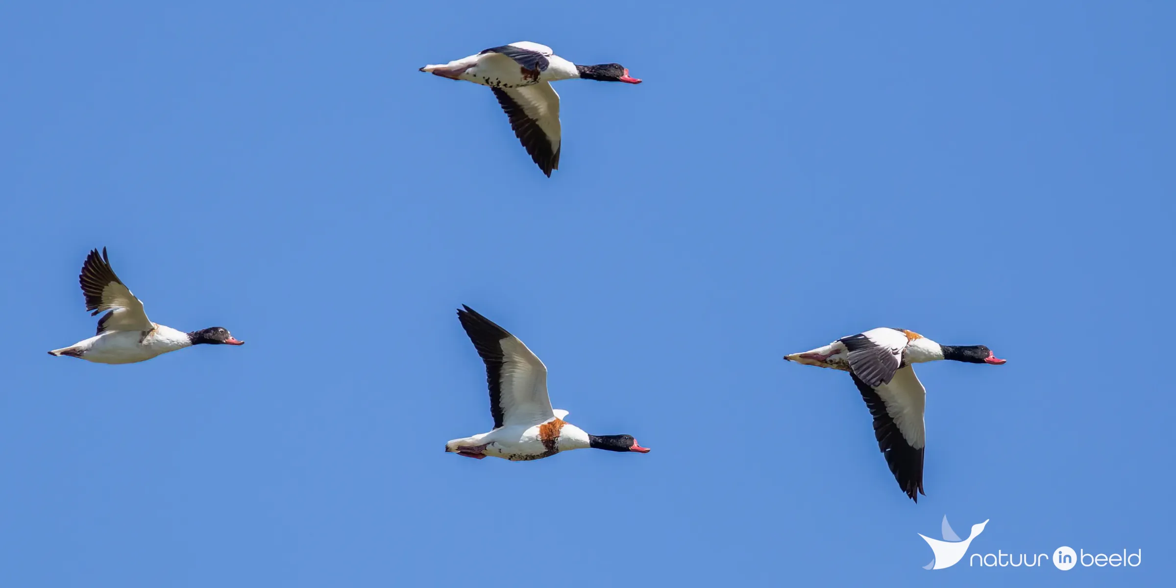 Bergeenden — natuurfoto van Johan van Beilen