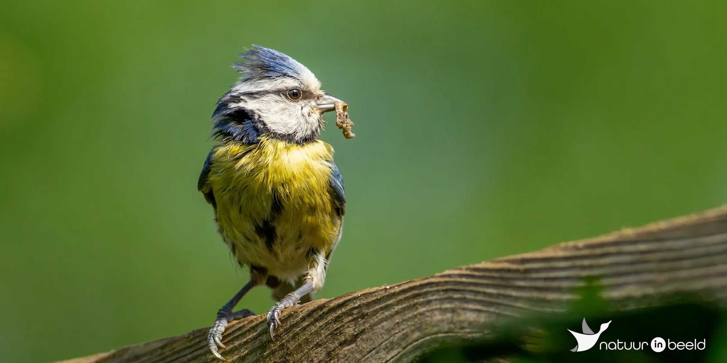 Pimpelmees — natuurfoto van Johan van Beilen
