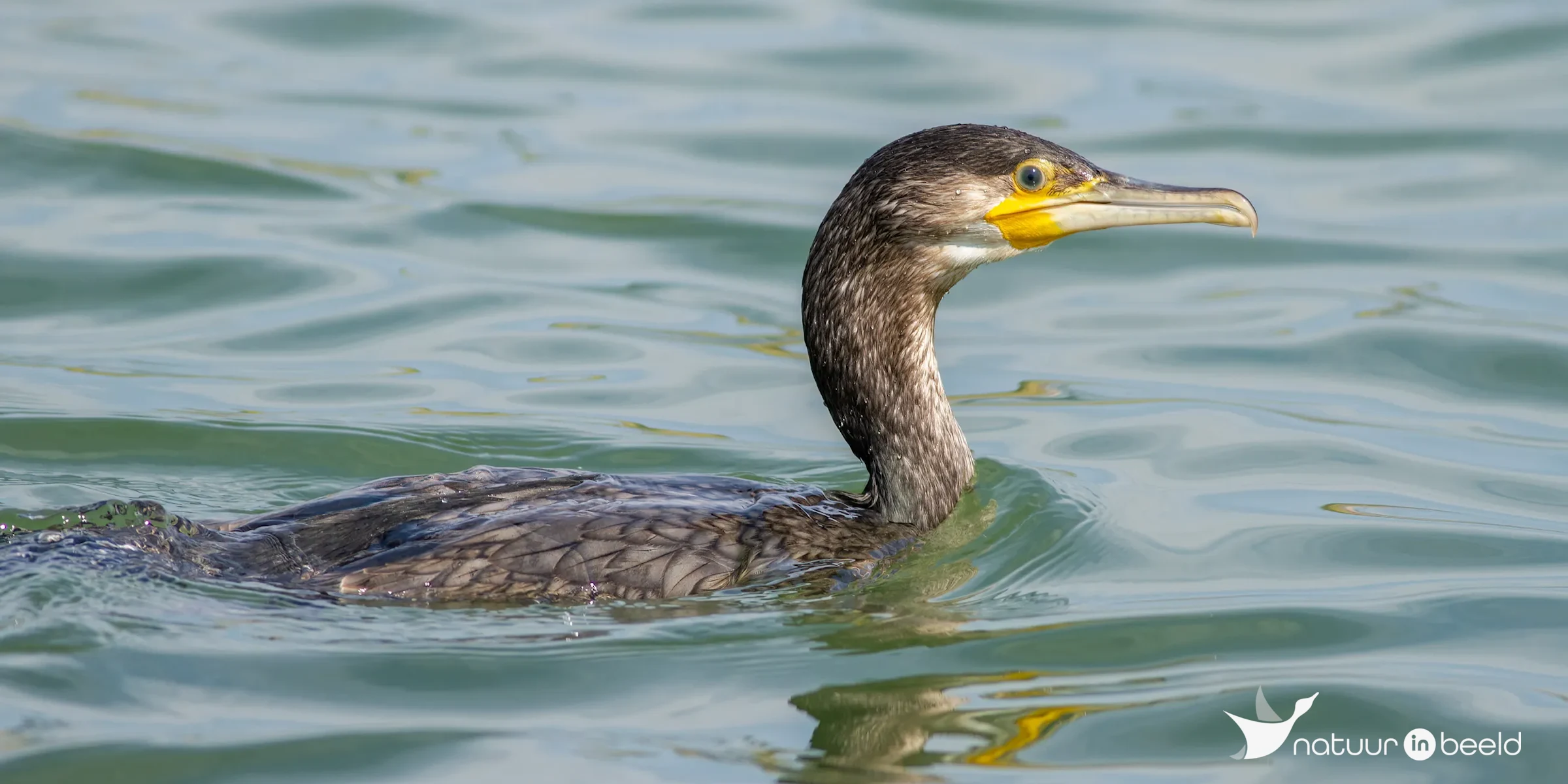 Aalscholver — natuurfoto van Johan van Beilen