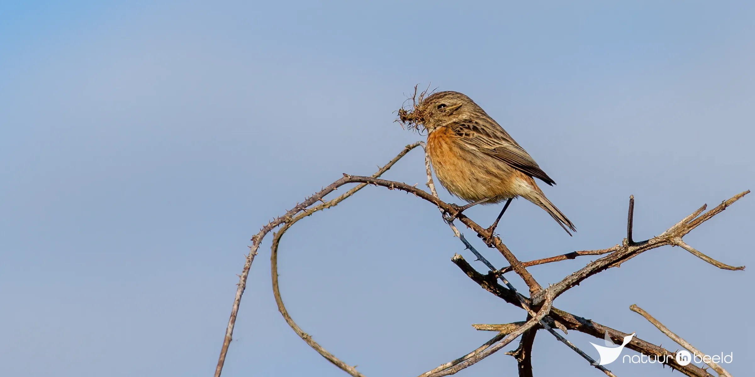 Roodborsttapuit (vrouw) — natuurfoto van Johan van Beilen