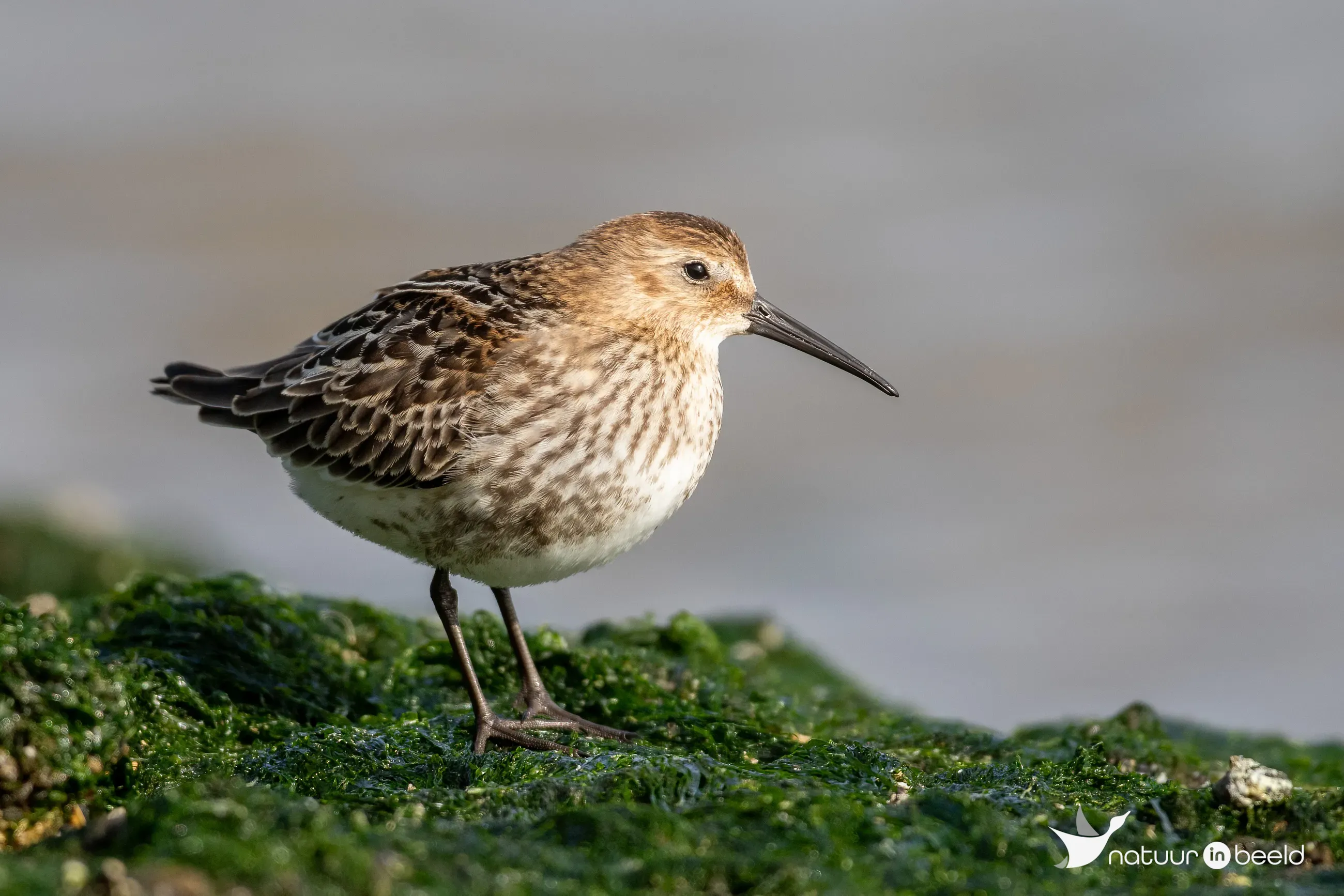 Bonte strandloper — natuurfoto van Johan van Beilen