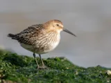 Bonte strandloper