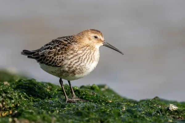 Bonte strandloper
