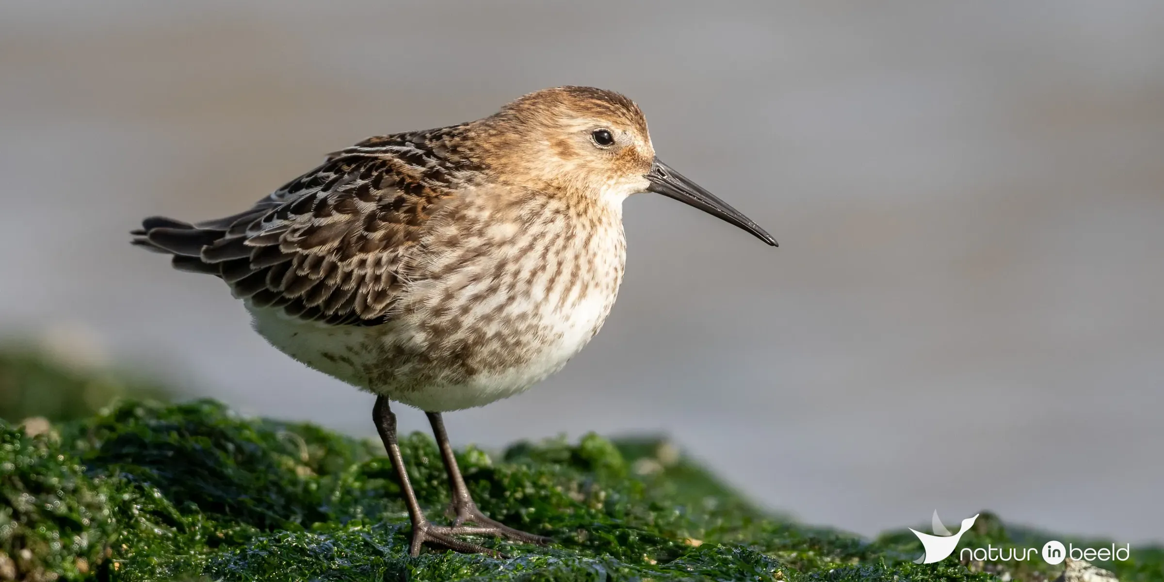 Bonte strandloper — natuurfoto van Johan van Beilen